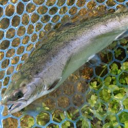 人がいっぱい魚もいっぱい ～高島の泉～